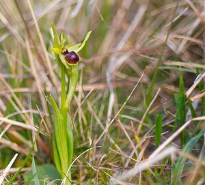 Ophrys araneola sensu auct. plur. (Orchidaceae)  - Ophrys litigieux Pas-de-Calais [France] 31/03/2007 - 170m