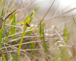 Ophrys araneola sensu auct. plur. (Orchidaceae)  - Ophrys litigieux Pas-de-Calais [France] 31/03/2007 - 170m