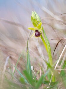 Ophrys araneola sensu auct. plur. (Orchidaceae)  - Ophrys litigieux Pas-de-Calais [France] 31/03/2007 - 170m