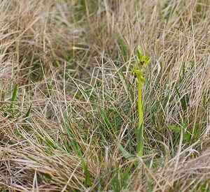 Ophrys araneola sensu auct. plur. (Orchidaceae)  - Ophrys litigieux Pas-de-Calais [France] 31/03/2007 - 170m