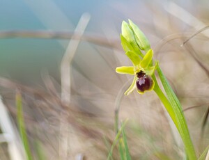 Ophrys araneola sensu auct. plur. (Orchidaceae)  - Ophrys litigieux Pas-de-Calais [France] 31/03/2007 - 170m