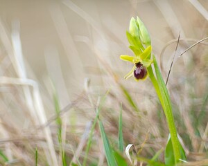 Ophrys araneola sensu auct. plur. (Orchidaceae)  - Ophrys litigieux Pas-de-Calais [France] 31/03/2007 - 160m