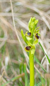 Ophrys araneola sensu auct. plur. (Orchidaceae)  - Ophrys litigieux Pas-de-Calais [France] 31/03/2007 - 170m