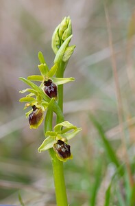 Ophrys araneola sensu auct. plur. (Orchidaceae)  - Ophrys litigieux Pas-de-Calais [France] 31/03/2007 - 170m