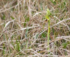 Ophrys araneola sensu auct. plur. (Orchidaceae)  - Ophrys litigieux Pas-de-Calais [France] 31/03/2007 - 170m