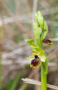 Ophrys araneola sensu auct. plur. (Orchidaceae)  - Ophrys litigieux Pas-de-Calais [France] 31/03/2007 - 170m