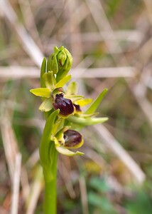 Ophrys araneola sensu auct. plur. (Orchidaceae)  - Ophrys litigieux Pas-de-Calais [France] 31/03/2007 - 170m