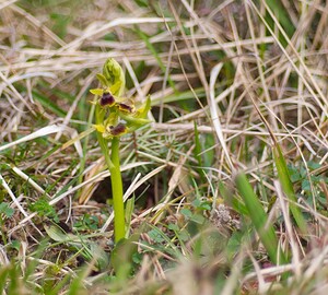 Ophrys araneola sensu auct. plur. (Orchidaceae)  - Ophrys litigieux Pas-de-Calais [France] 31/03/2007 - 170m