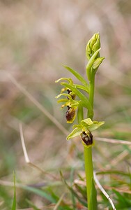 Ophrys araneola sensu auct. plur. (Orchidaceae)  - Ophrys litigieux Pas-de-Calais [France] 31/03/2007 - 170m