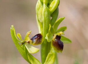 Ophrys araneola sensu auct. plur. (Orchidaceae)  - Ophrys litigieux Pas-de-Calais [France] 31/03/2007 - 160m