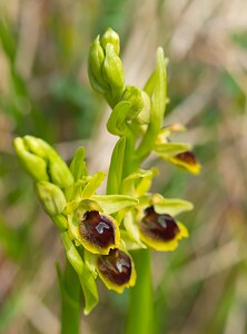 Ophrys araneola sensu auct. plur. (Orchidaceae)  - Ophrys litigieux Pas-de-Calais [France] 31/03/2007 - 170m