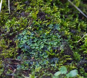 Pellia epiphylla (Pelliaceae)  - Overleaf Pellia Thuin [Belgique] 25/03/2007 - 290m