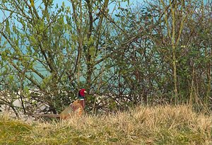 Phasianus colchicus (Phasianidae)  - Faisan de Colchide - Ring-necked Pheasant Pas-de-Calais [France] 31/03/2007 - 160m