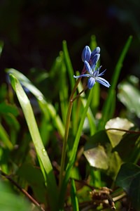 Scilla bifolia (Asparagaceae)  - Scille à deux feuilles, Étoile bleue - Alpine Squill  [France] 10/03/2007 - 230m