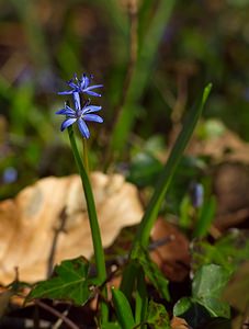 Scilla bifolia (Asparagaceae)  - Scille à deux feuilles, Étoile bleue - Alpine Squill  [France] 10/03/2007 - 230m