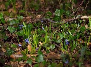 Scilla bifolia (Asparagaceae)  - Scille à deux feuilles, Étoile bleue - Alpine Squill  [France] 10/03/2007 - 230m