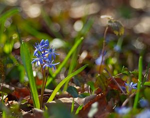 Scilla bifolia (Asparagaceae)  - Scille à deux feuilles, Étoile bleue - Alpine Squill  [France] 10/03/2007 - 230m