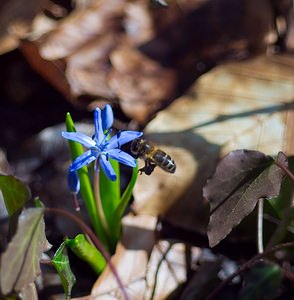 Scilla bifolia (Asparagaceae)  - Scille à deux feuilles, Étoile bleue - Alpine Squill  [France] 10/03/2007 - 230m