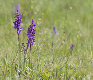 Anacamptis morio (Orchidaceae)  - Anacamptide bouffon, Orchis bouffon Haute-Vienne [France] 17/04/2007 - 280m