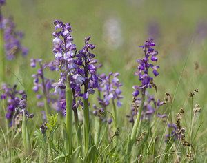 Anacamptis morio (Orchidaceae)  - Anacamptide bouffon, Orchis bouffon Haute-Vienne [France] 17/04/2007 - 280m