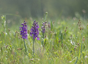 Anacamptis morio (Orchidaceae)  - Anacamptide bouffon, Orchis bouffon Haute-Vienne [France] 17/04/2007 - 280m