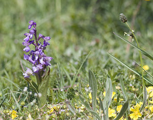 Anacamptis morio (Orchidaceae)  - Anacamptide bouffon, Orchis bouffon Aude [France] 25/04/2007 - 780m