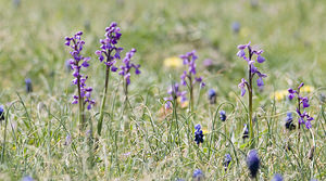 Anacamptis morio (Orchidaceae)  - Anacamptide bouffon, Orchis bouffon Aude [France] 25/04/2007 - 780m