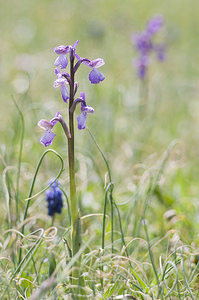 Anacamptis morio (Orchidaceae)  - Anacamptide bouffon, Orchis bouffon Aude [France] 25/04/2007 - 780m