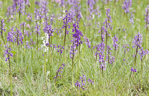 Anacamptis morio (Orchidaceae)  - Anacamptide bouffon, Orchis bouffon Ariege [France] 26/04/2007 - 1410m