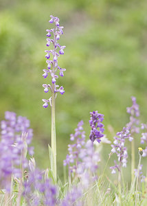 Anacamptis morio Anacamptide bouffon, Orchis bouffon