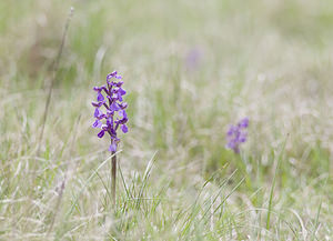 Anacamptis morio (Orchidaceae)  - Anacamptide bouffon, Orchis bouffon Aveyron [France] 28/04/2007 - 810m