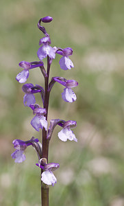 Anacamptis morio (Orchidaceae)  - Anacamptide bouffon, Orchis bouffon Aveyron [France] 29/04/2007 - 640m