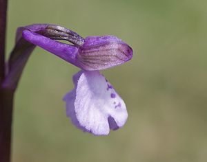 Anacamptis morio (Orchidaceae)  - Anacamptide bouffon, Orchis bouffon Aveyron [France] 29/04/2007 - 640m