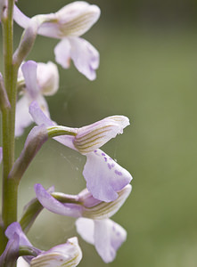 Anacamptis morio (Orchidaceae)  - Anacamptide bouffon, Orchis bouffon Aveyron [France] 29/04/2007 - 640m