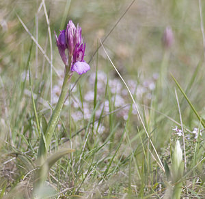Anacamptis papilionacea (Orchidaceae)  - Anacamptide papilionacée, Orchis papillon Aude [France] 25/04/2007 - 210m