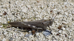 Anacridium aegyptium (Acrididae)  - Criquet égyptien Aude [France] 22/04/2007 - 30m