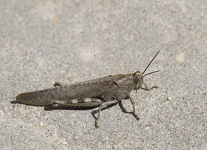 Anacridium aegyptium (Acrididae)  - Criquet égyptien Aude [France] 22/04/2007 - 30m