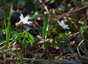 Anemone nemorosa (Ranunculaceae)  - Anémone des bois, Anémone sylvie - Wood Anemone Marne [France] 08/04/2007 - 110m