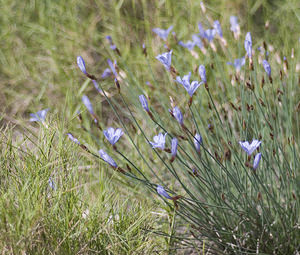 Aphyllanthes monspeliensis (Asparagaceae)  - Aphyllanthe de Montpellier, oeillet bleu de Montpellier, Jonciole, Bragalou Aude [France] 22/04/2007 - 20m