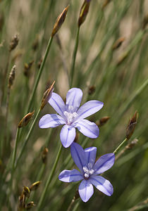 Aphyllanthes monspeliensis (Asparagaceae)  - Aphyllanthe de Montpellier, oeillet bleu de Montpellier, Jonciole, Bragalou Aude [France] 22/04/2007 - 20m