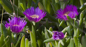 Carpobrotus edulis (Aizoaceae)  - Ficoïde douce, Griffe de sorcière, Figuier des Hottentots, Carpobrote doux - Hottentot-fig Aude [France] 19/04/2007