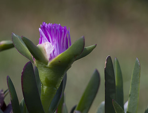 Carpobrotus edulis (Aizoaceae)  - Ficoïde douce, Griffe de sorcière, Figuier des Hottentots, Carpobrote doux - Hottentot-fig Aude [France] 19/04/2007