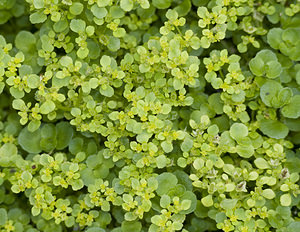 Chrysosplenium oppositifolium (Saxifragaceae)  - Dorine à feuilles opposées, Hépatique des marais - Opposite-leaved Golden-saxifrage Aveyron [France] 27/04/2007 - 550m