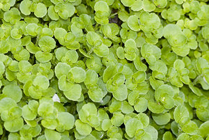 Chrysosplenium oppositifolium (Saxifragaceae)  - Dorine à feuilles opposées, Hépatique des marais - Opposite-leaved Golden-saxifrage Aveyron [France] 27/04/2007 - 550m