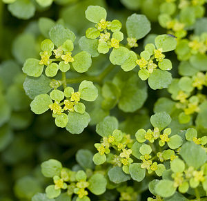 Chrysosplenium oppositifolium (Saxifragaceae)  - Dorine à feuilles opposées, Hépatique des marais - Opposite-leaved Golden-saxifrage Aveyron [France] 27/04/2007 - 550m