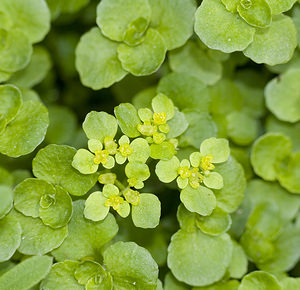 Chrysosplenium oppositifolium (Saxifragaceae)  - Dorine à feuilles opposées, Hépatique des marais - Opposite-leaved Golden-saxifrage Aveyron [France] 27/04/2007 - 550m