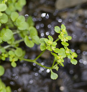 Chrysosplenium oppositifolium (Saxifragaceae)  - Dorine à feuilles opposées, Hépatique des marais - Opposite-leaved Golden-saxifrage Aveyron [France] 27/04/2007 - 550m