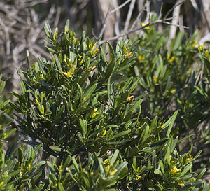 Cneorum tricoccon (Rutaceae)  - Camélée à trois coques, Camélée Aude [France] 19/04/2007 - 130m