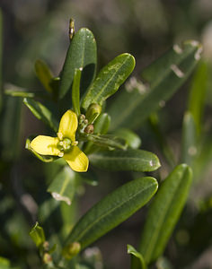 Cneorum tricoccon (Rutaceae)  - Camélée à trois coques, Camélée Aude [France] 19/04/2007 - 130m