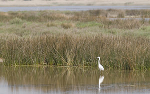 Egretta garzetta (Ardeidae)  - Aigrette garzette - Little Egret Aude [France] 22/04/2007 - 30m